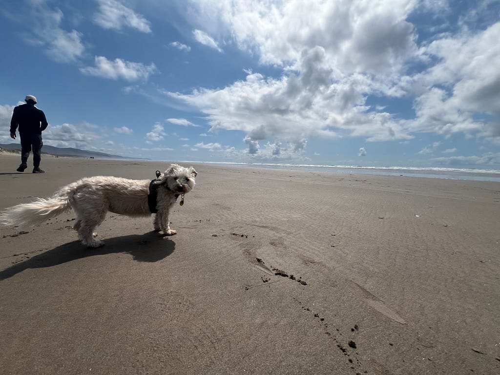 Manzanita Oregon gray whale cove mca 395