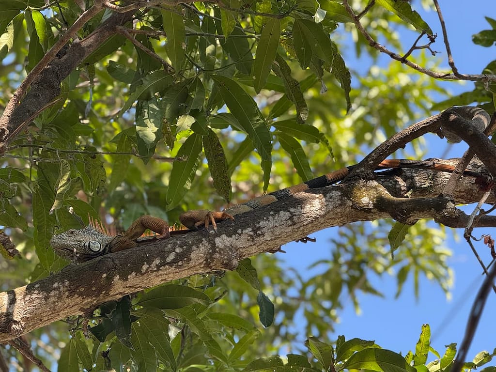 Pal.Mar tropical hotel san pancho mexico balcony iguana