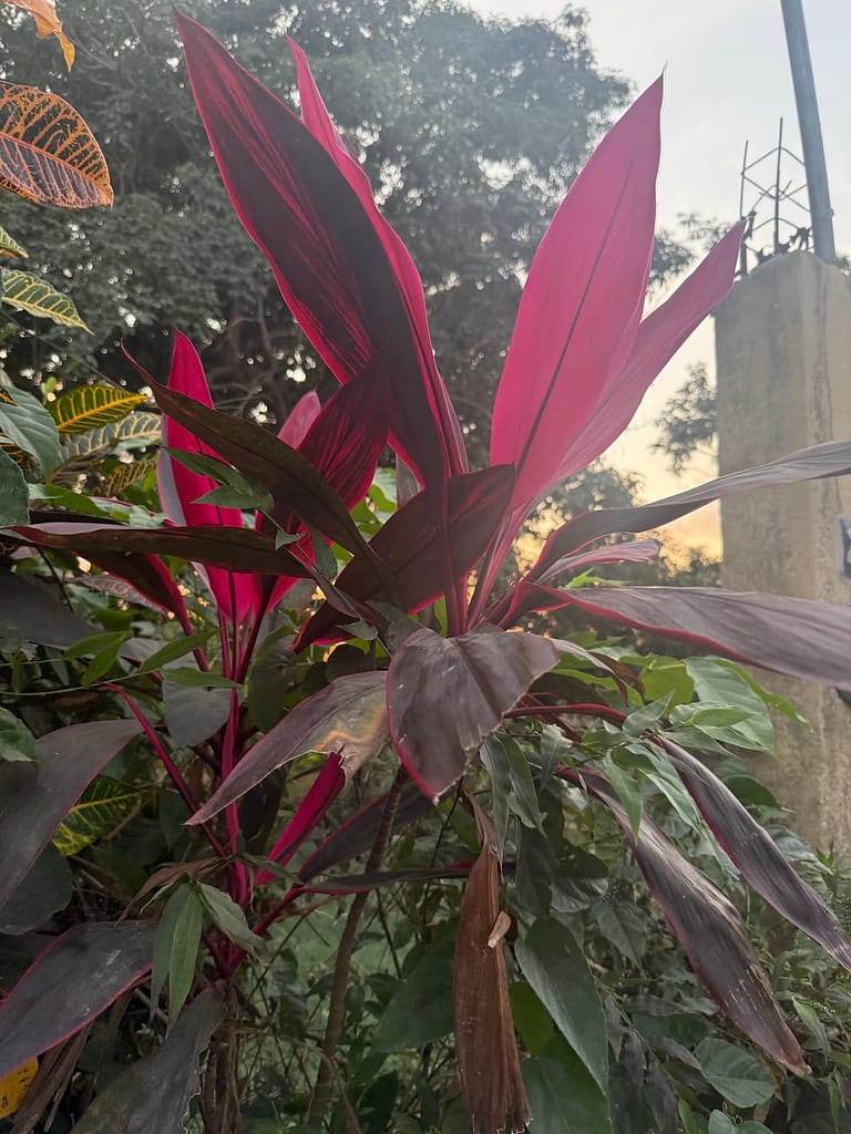 san pancho hot pink flowers growing all over