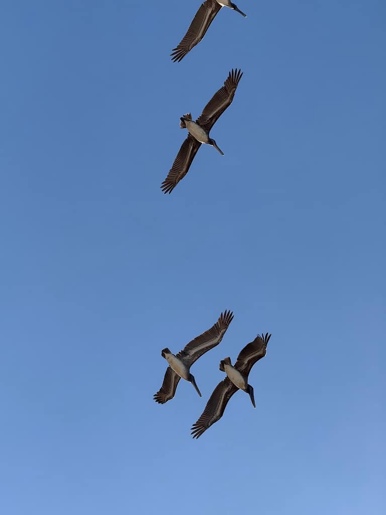 birds flying in a blue sky san pancho nayarit