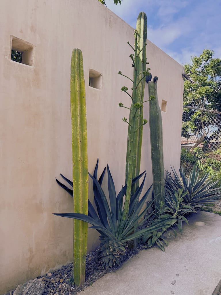san pancho nayarit mexico cactus growing on wall