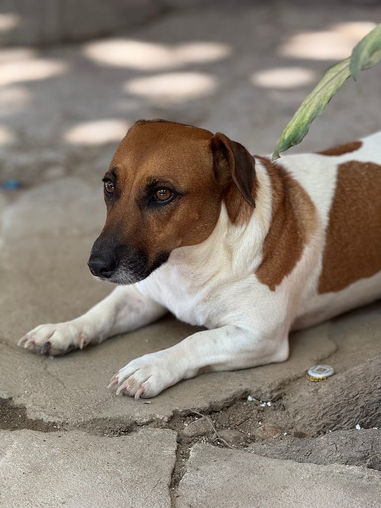 dog-friendly san pancho nayarit mexico dog at el rinconcito restaurant