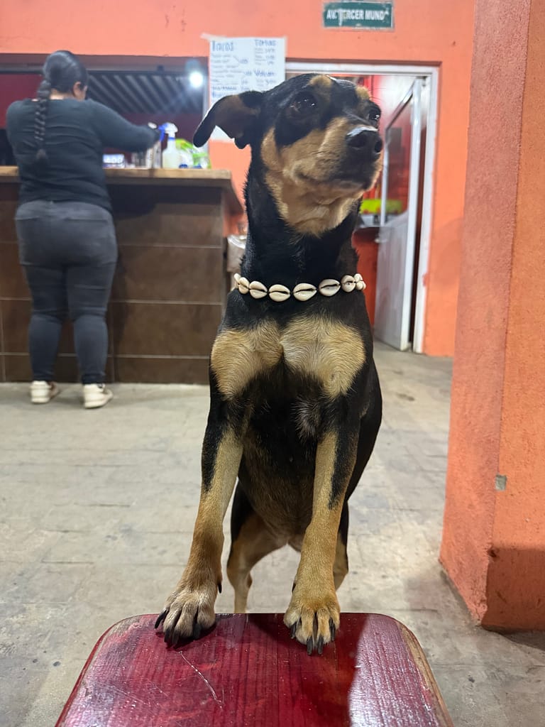 dog-friendly san pancho dog at taco stand