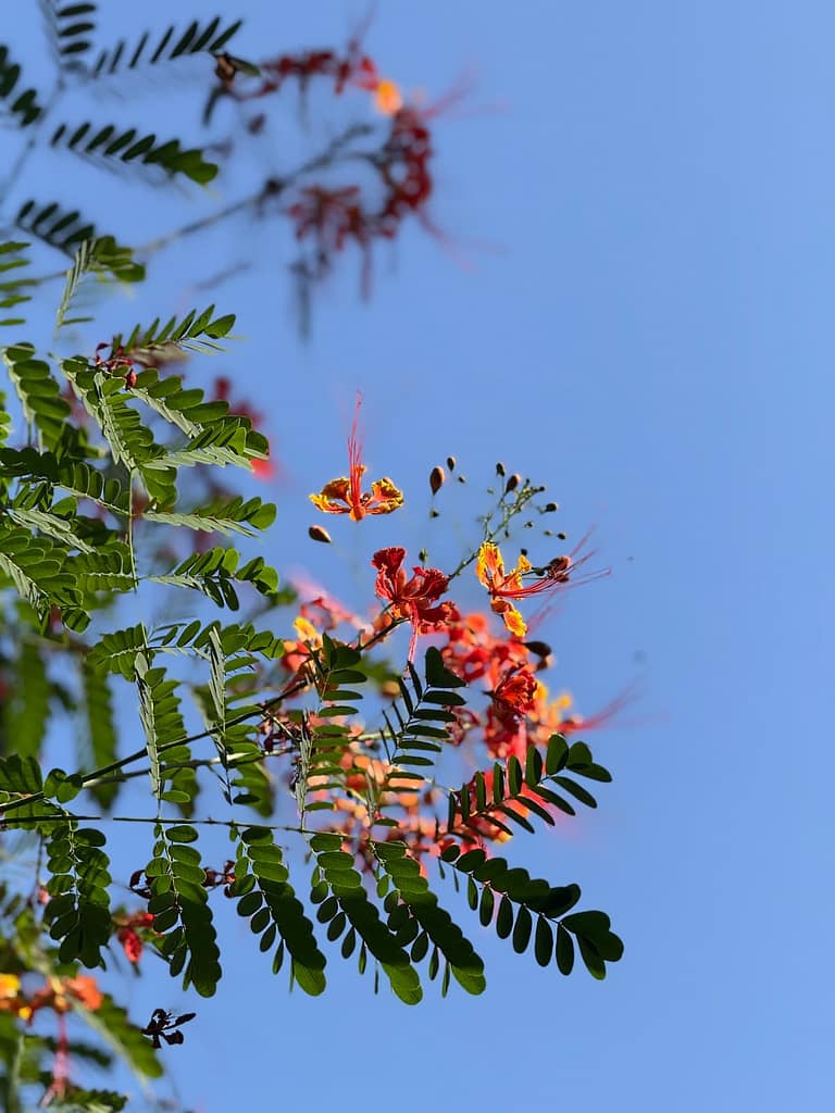 San pancho nayarit flowers