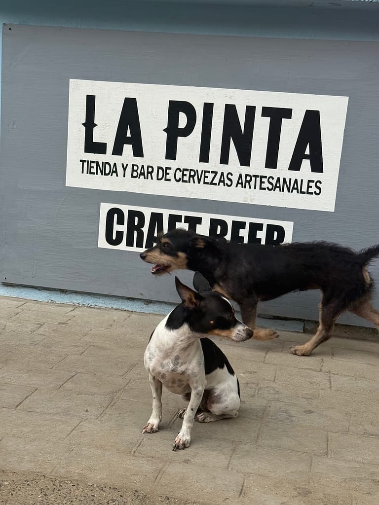 la pinta craft beer dogs in san pancho nayarit mexico