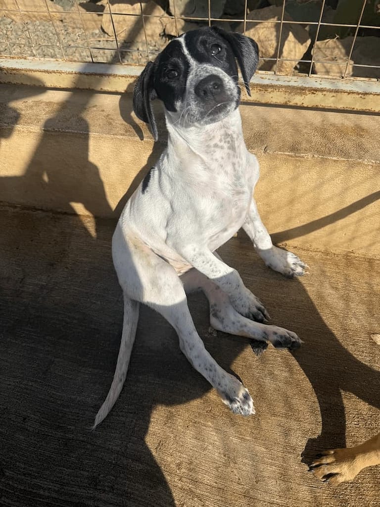 black and white puppy sitting at cerritos beach dogs el pescadero