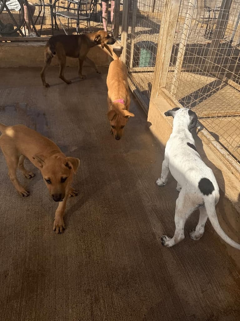 pups wandering at cerritos beach dogs el pescadero