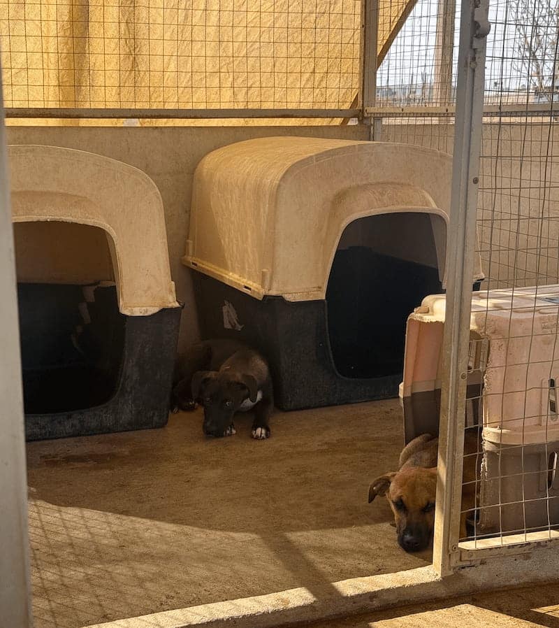 shy pups cerritos beach pups dog rescue in el pescadero baja sur mexico